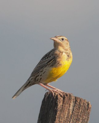 Western Meadowlark, juvenile