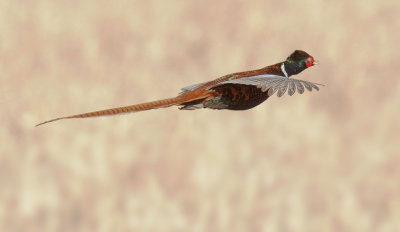 Ring-necked Pheasant, male in flight