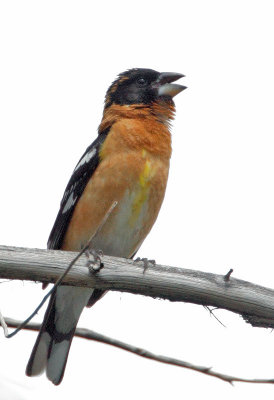 Black-headed Grosbeak, male