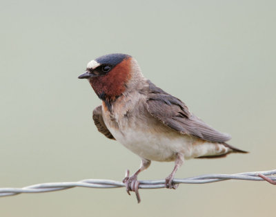 Cliff  Swallow