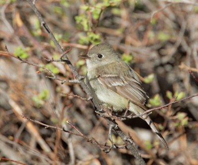 Dusky Flycatcher