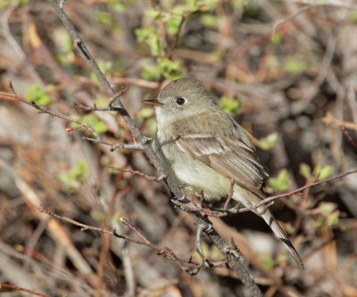 Dusky Flycatchers