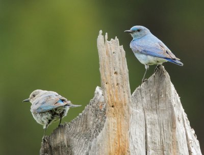 Mountain Bluebirds, pair
