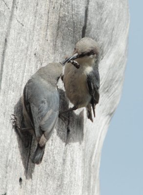 Pygmy Nuthatches, pair, male feeding bee to female