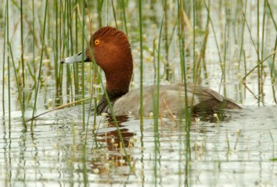 Redhead, male