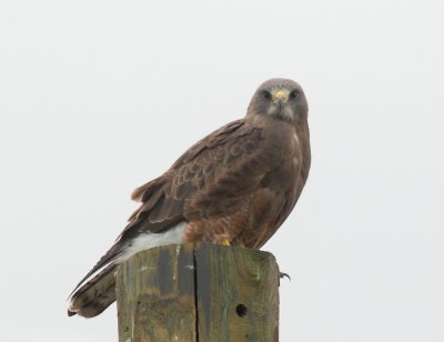 Swainson's Hawk