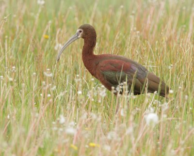 White-faced Ibis