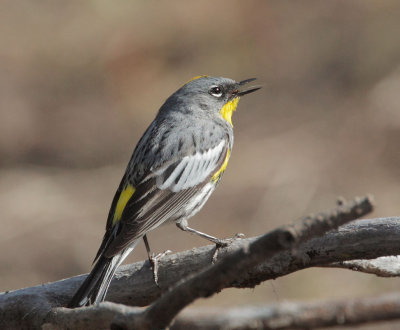 Yellow-rumped Warbler, Audubon's male, eating insect