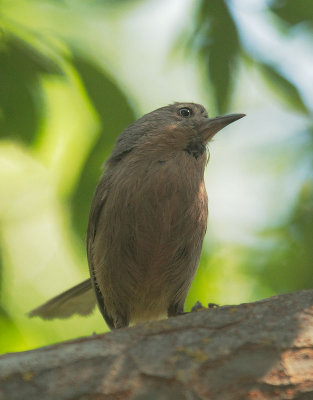 Wrentit