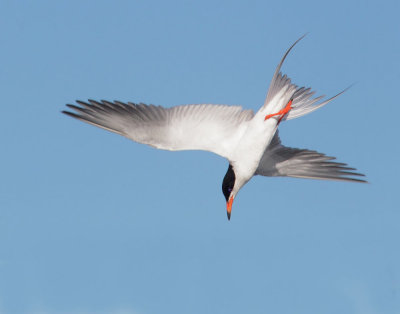 Forster's Tern, diving