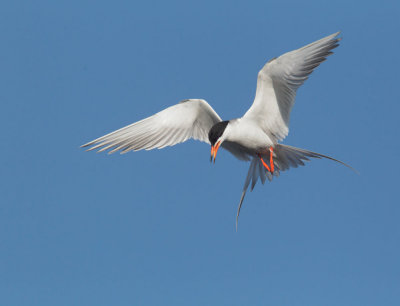 Forster's Tern, hovering