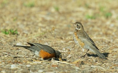 American Robins, adult foraging for juvenile