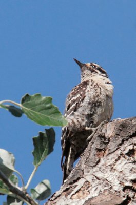 Nuttall's Woodpecker, female