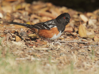 Spotted Towhee, male