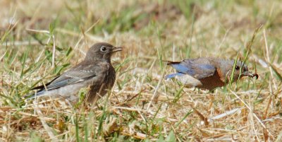 Western Bluebirds, adult female foraging for juvenile