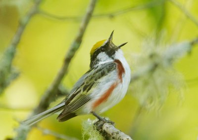 Chestnut-sided Warbler, singing male