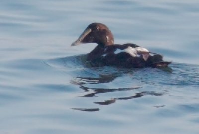 Common Eiders