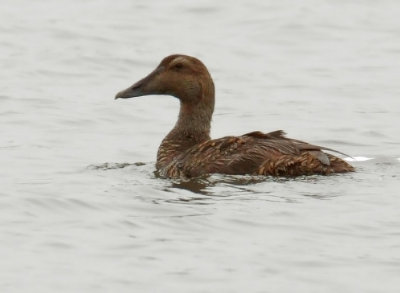 Common Eider, female