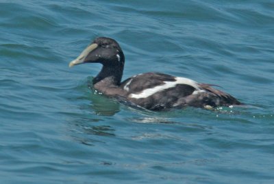 Common Eider, male non-breeding plumage