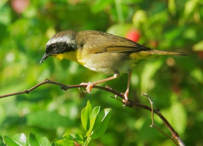 Common Yellowthroat, male