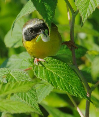 Common Yellowthroat, male carrying food to nest