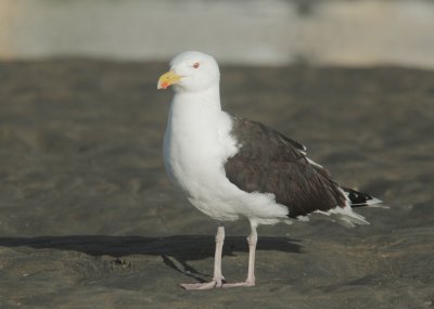 Great Black-backed Gull, breeding plumage