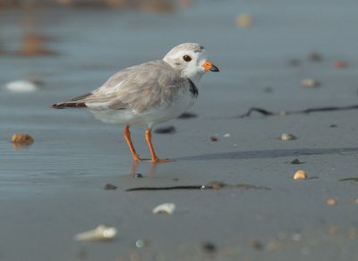 Piping Plover