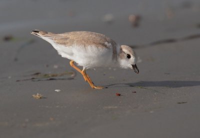 Piping Plover, juvenile