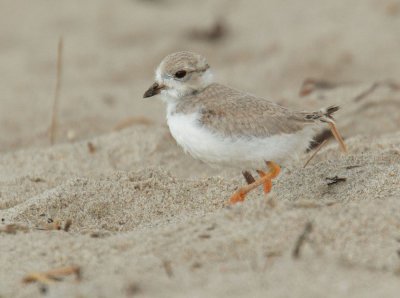 Piping Plover, downy chick