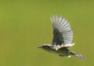 Saltmarsh Sparrow, flying