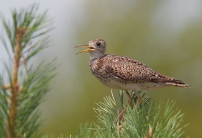 Upland Sandpiper