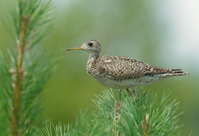 Upland Sandpiper