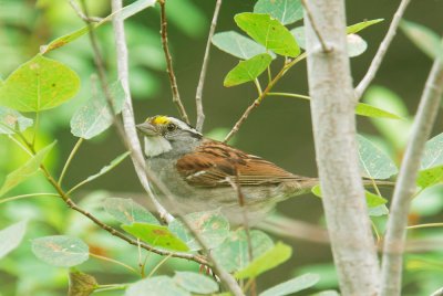 White-throated Sparrow, male