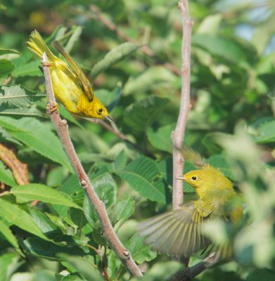 Yellow Warblers, courting pair
