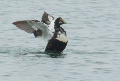 Common Eider, male