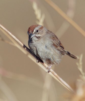 Rufous-crowned Sparrow