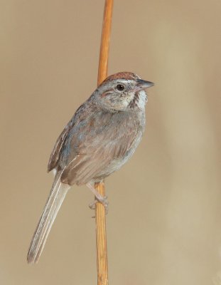 Rufous-crowned Sparrow