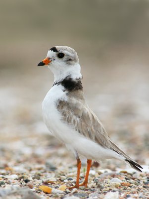 Piping Plover