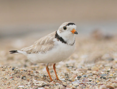 Piping Plover