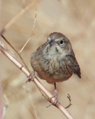 Rufous-crowned Sparrow, juvenile