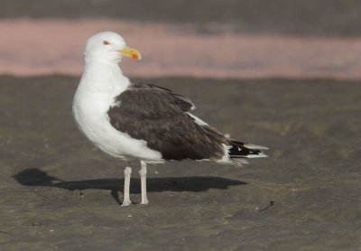 Great Black-backed Gull, breeding plumage