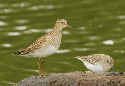 Pectoral Sandpiper, juvenile, with Least Sandpiper