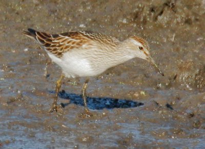 Pectoral Sandpiper, juvenile
