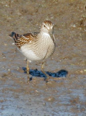 Pectoral Sandpiper, juvenile