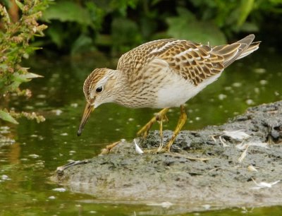 Pectoral Sandpiper, juvenile