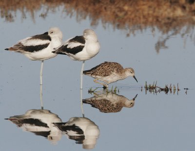 Ruff with Avocets
