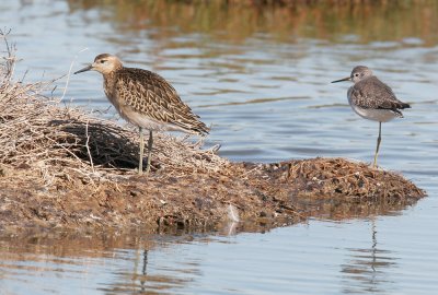 Ruff with Lesser Yellowlegs