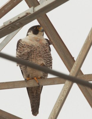 Peregrine Falcon