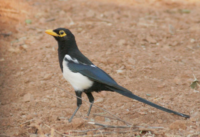Yellow-billed Magpie