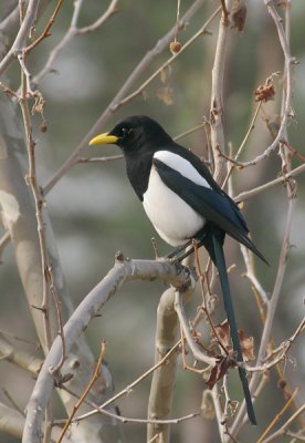 Yellow-billed Magpie